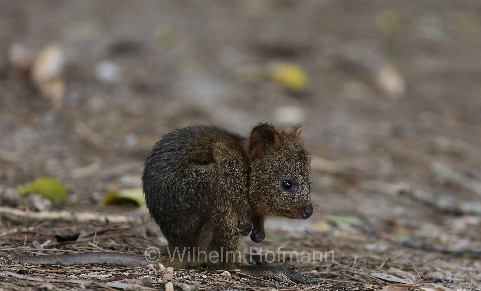 Setonix brachyurus, quokka, Quokka, Kurzschwanzkänguru, Rottnest Island, Rotto, Wadjemup, Isola Rottnest, Western Australia, Westaustralien, Australia Occidentale, Australia, Australien