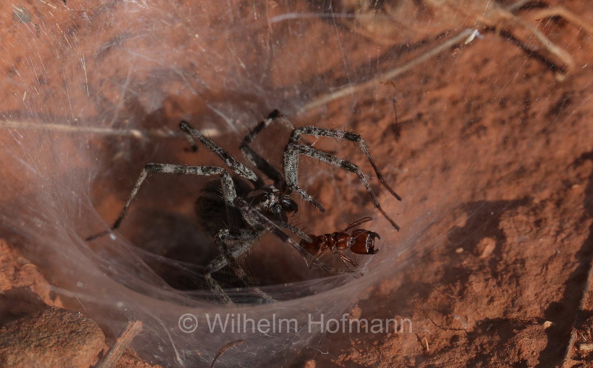 Agelenopsis aperta, desert grass spider, funnel-web spider, Amerikanische Wüsten-Trichterspinne, Wüstengrasspinne, Red Rock State Park, Arizona, USA