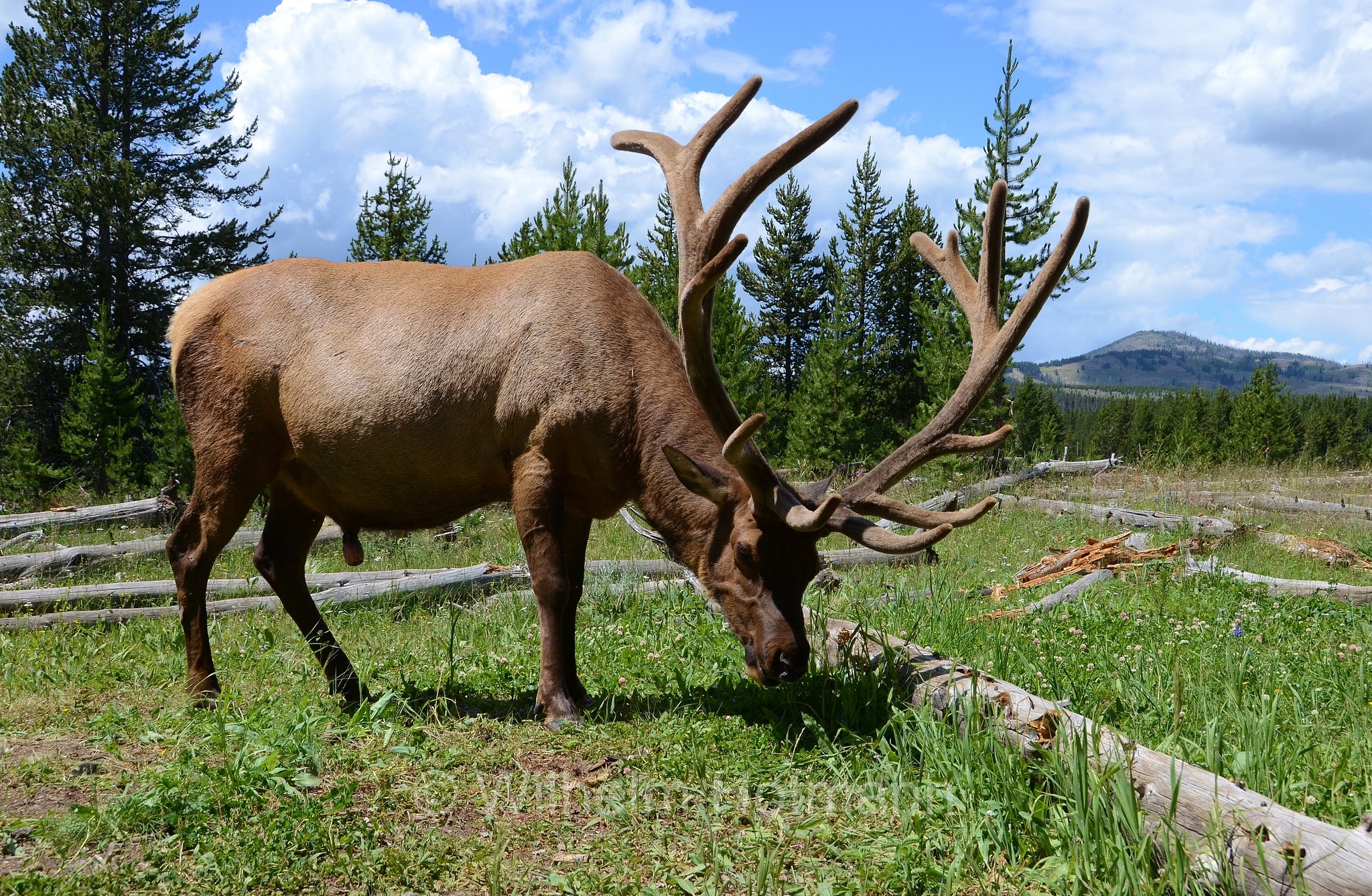 Cervus canadensis nelsoni, Rocky Mountain elk, Rocky-Mountain-Wapiti, wapiti delle Montagne Rocciose, Canyon Village, Yellowstone National Park, Yellowstone-Nationalpark﻿, parco nazionale di Yellowstone, Wyoming, USA
