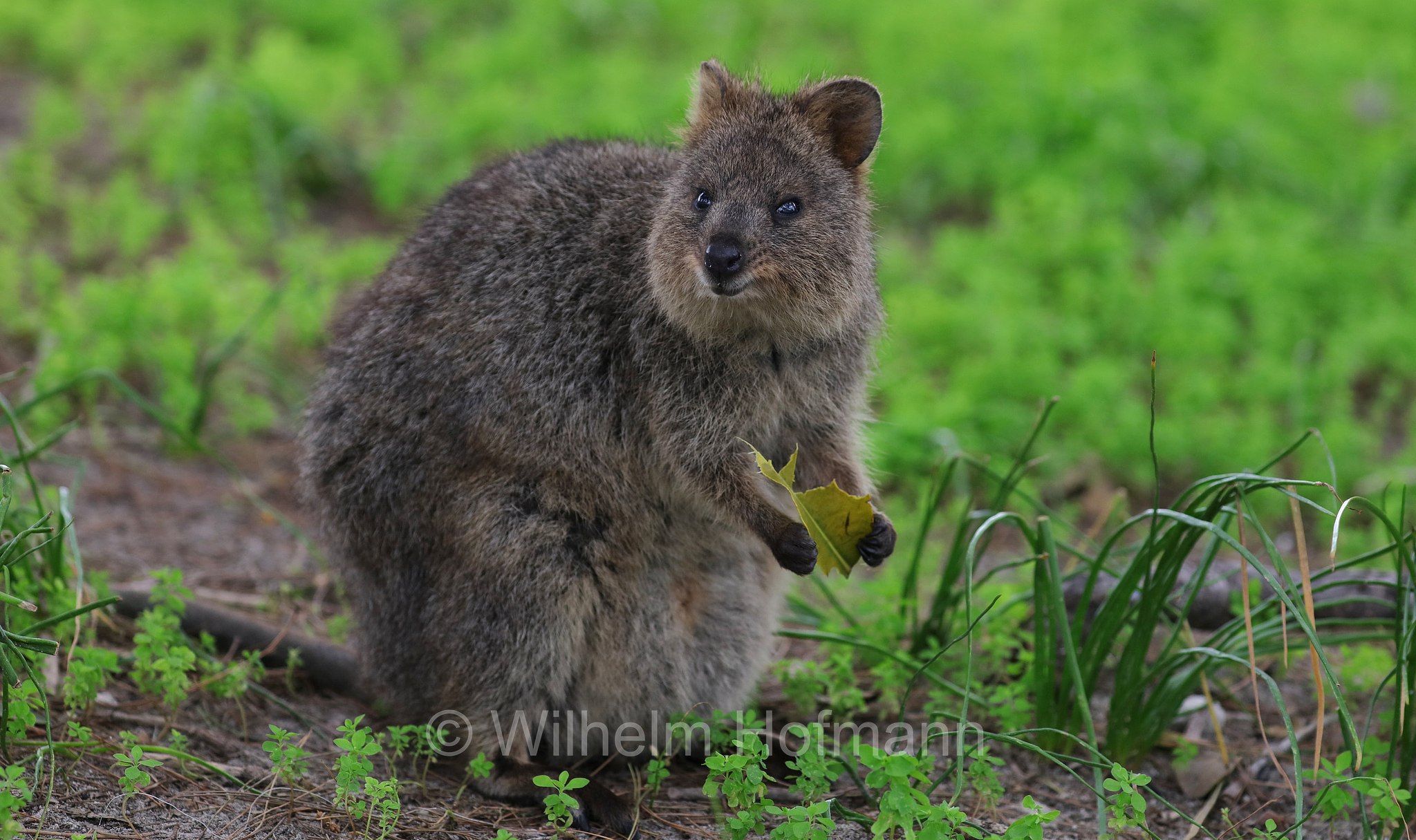 Setonix brachyurus, quokka, Quokka, Kurzschwanzkänguru, Rottnest Island, Rotto, Wadjemup, Isola Rottnest, Western Australia, Westaustralien, Australia Occidentale, Australia, Australien
