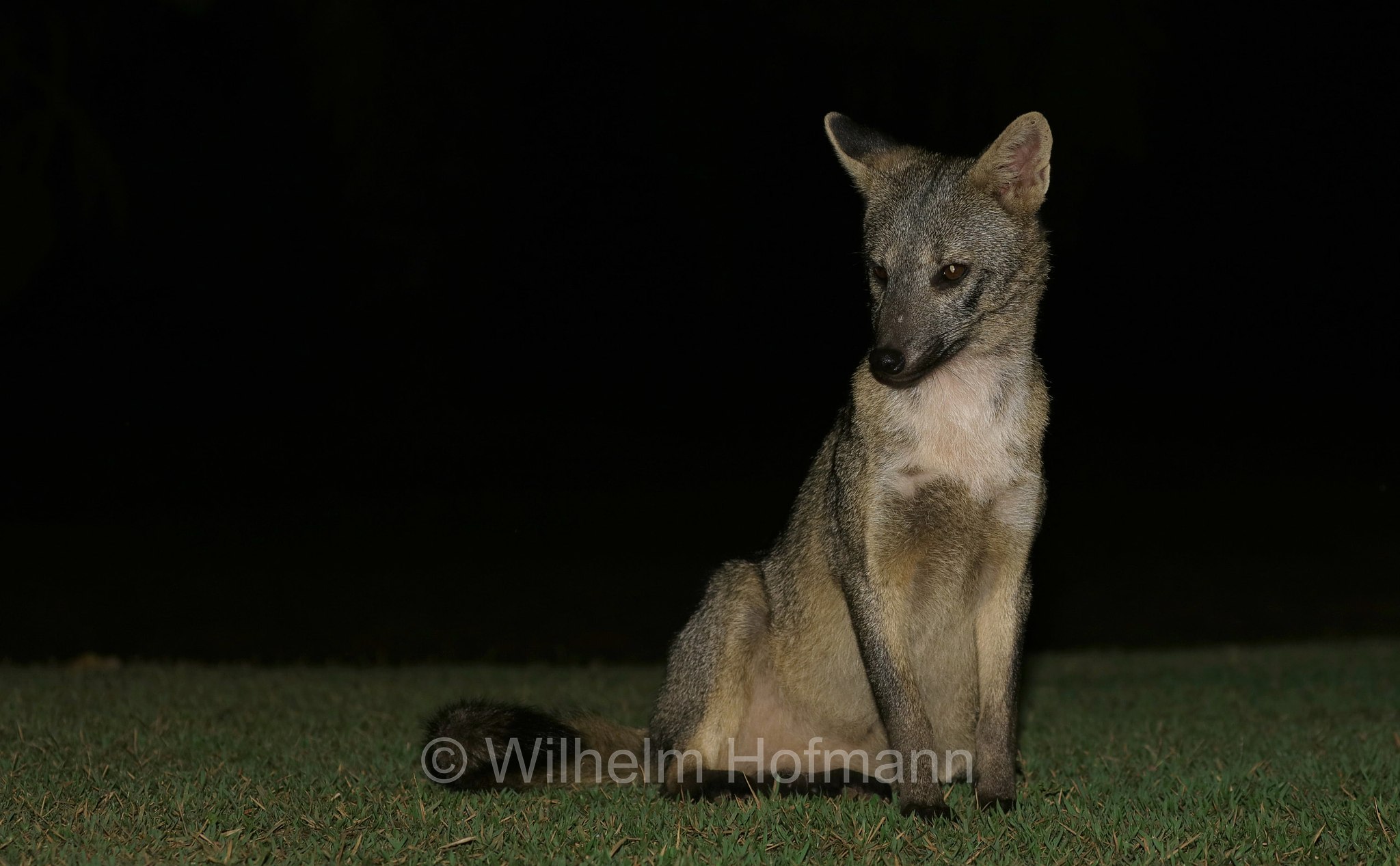 crab-eating fox, forest dog, wood fox, bushfox, Maikong, Krabbenfuchs, Savannenfuchs, Pantanal, Mato Grosso, Brazil, Brasil, Brasile, Brasilien