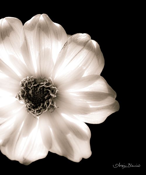 Bloom Light - Laci