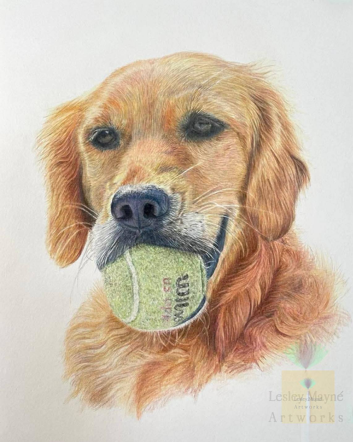 Labrador Pet Portrait, Labrador with Tennis Ball in Mouth, Labrador with Tennis Ball, Golden Retriever pet portrait, Gold Retiriever Pet Portrait, Golden Lab art, Gold Lab with Tennis Ball portrait, Labrador with ball art, Labradore with ball portrait,