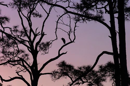 NATURE PHOTOGRAPHY