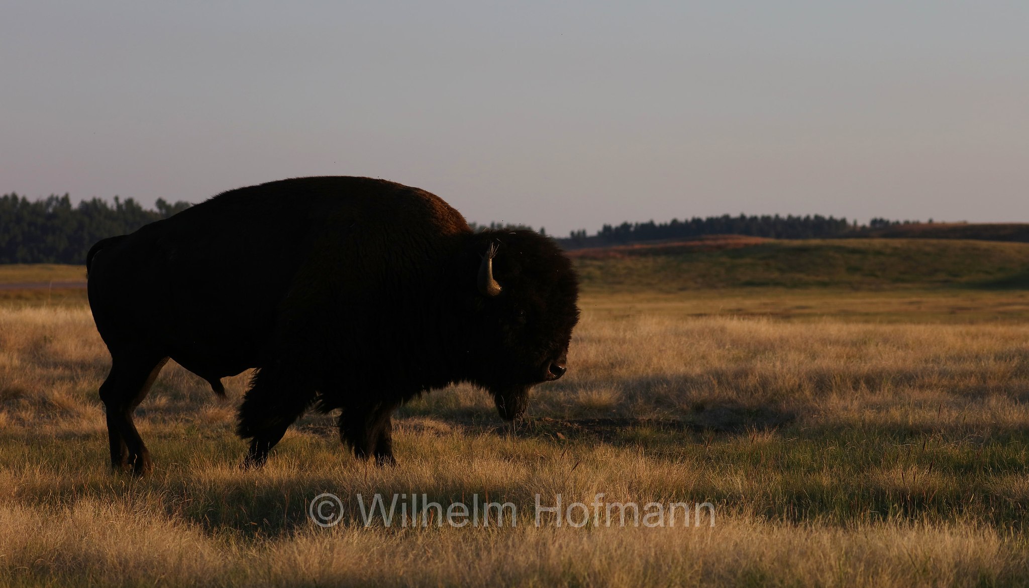 Plains bison, Präriebison, bisonte delle pianure, Bison bison bison, Wind Cave National Park, Wind-Cave-Nationalpark, Parco nazionale di Wind Cave, South Dakota, Dakota del Sud, USA