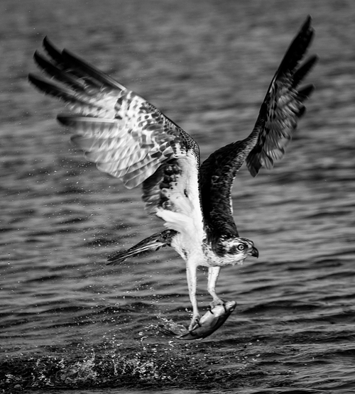 Osprey Photography & Filming Norway
