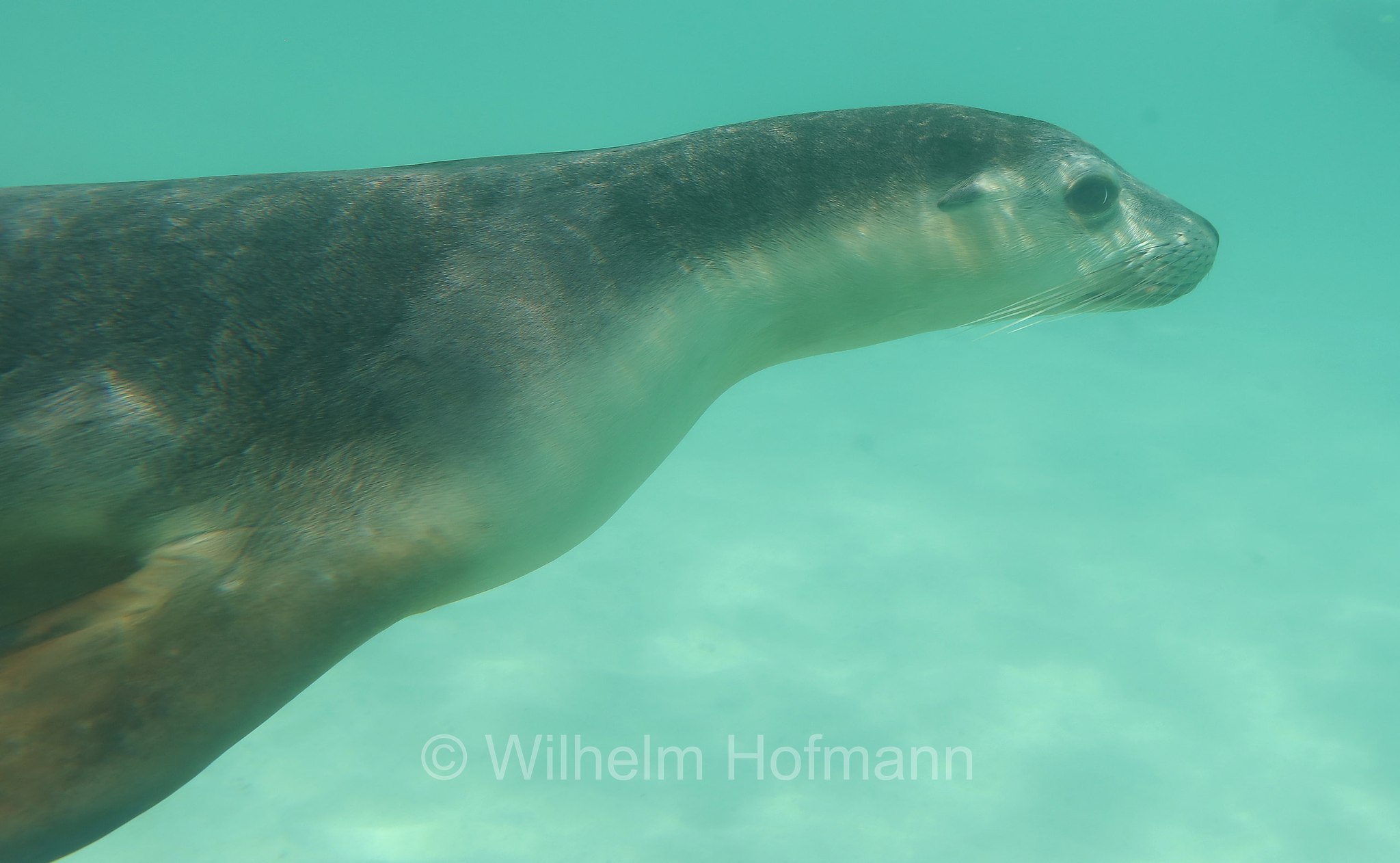 Australian sea lion, Australian sea-lion, Australian sealion, Australischer Seelöwe, leone marino australiano, Neophoca cinerea, Memory Cove, Lincoln National Park, Lincoln-Nationalpark, parco nazionale Lincoln, Eyre Peninsula, Eyre-Halbinsel, Penisola di Eyre, South Australia, Südaustralien, Australia Meridionale, Australia, Australien