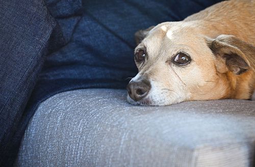 Beloved Pets