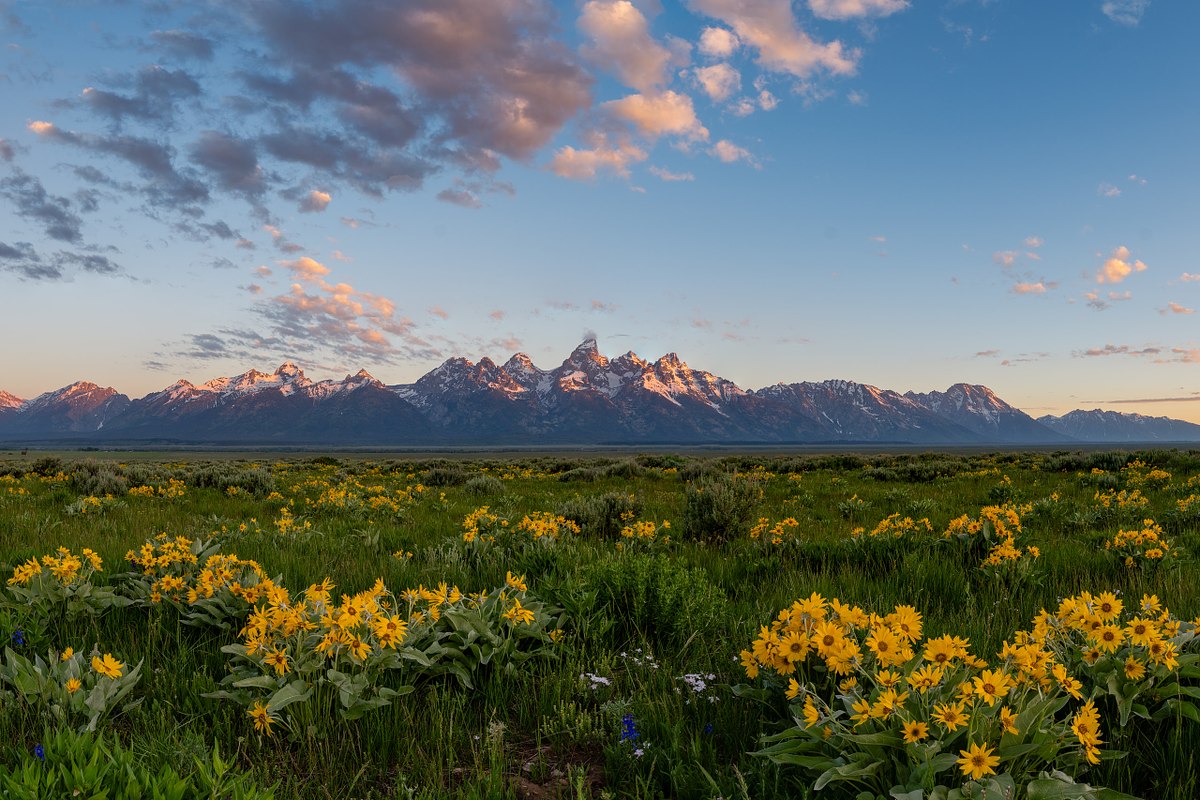 Teton-Dawn-Floral