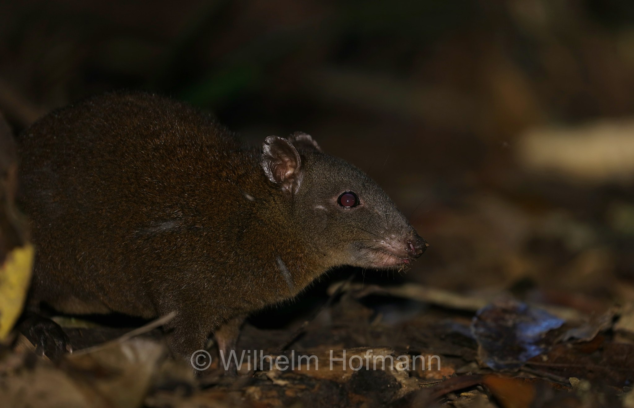 Hypsiprymnodon moschatus, musky rat-kangaroo, Moschusrattenkänguru, ratto canguro muschiato, Crater Lakes National Park, Crater-Lakes-Nationalpark, Queensland, Australia, Australien