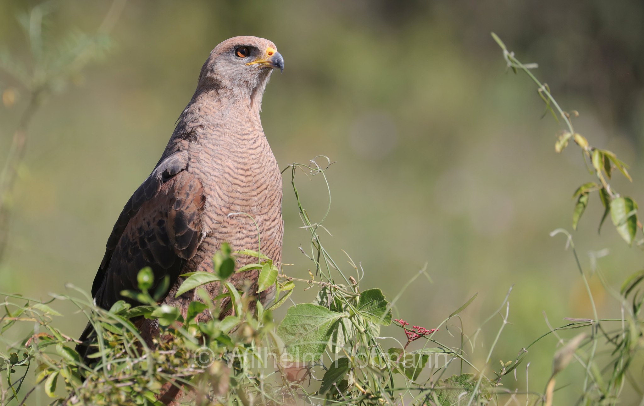 savanna hawk, Savannenbussard, ﻿poiana di savana, Buteogallus meridionalis, Pantanal, Mato Grosso, Brazil, Brasil, Brasile, Brasilien