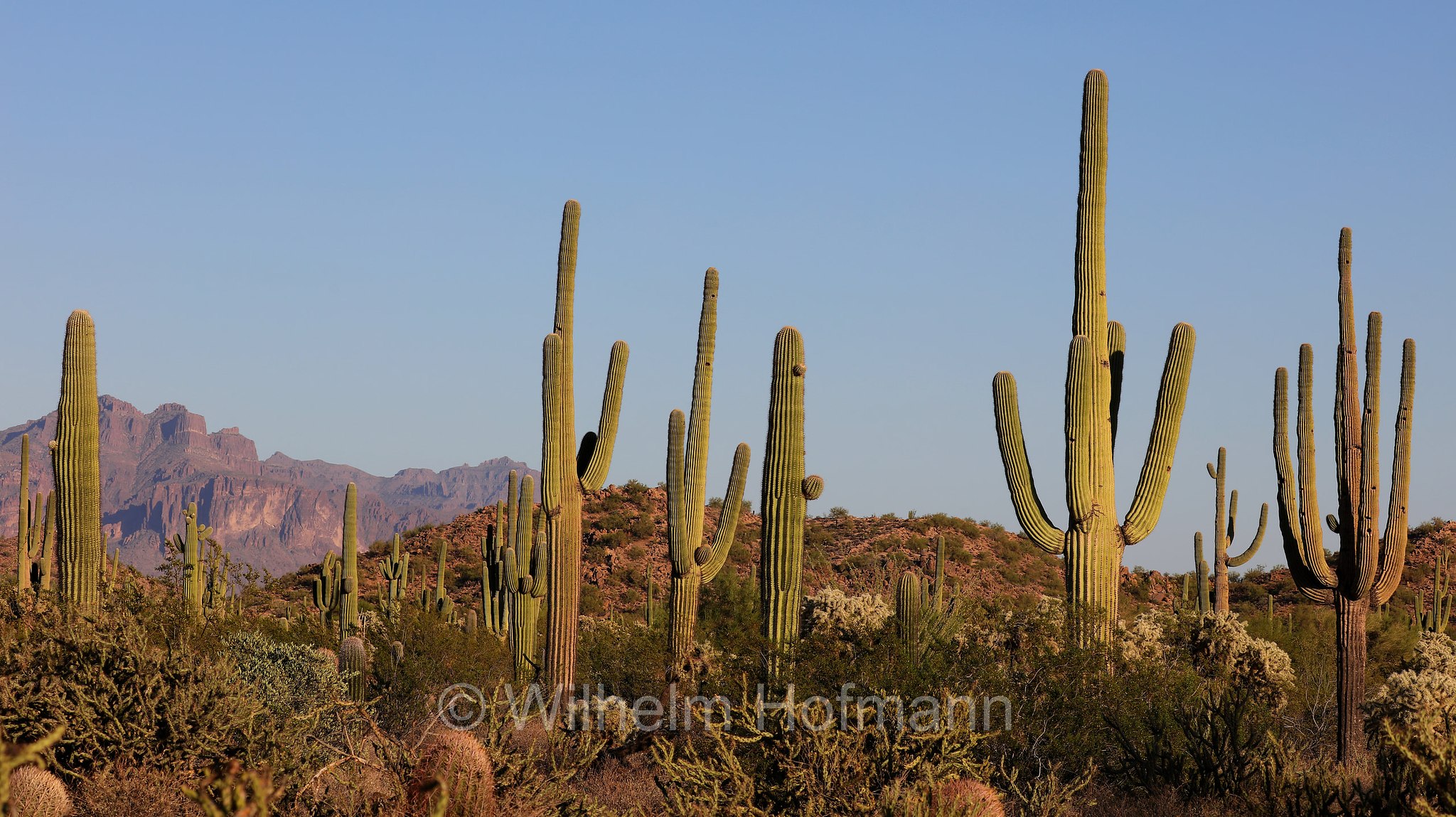 Saguaro, Carnegiea gigantea, Usery Mountain Regional Park, Arizona, USA