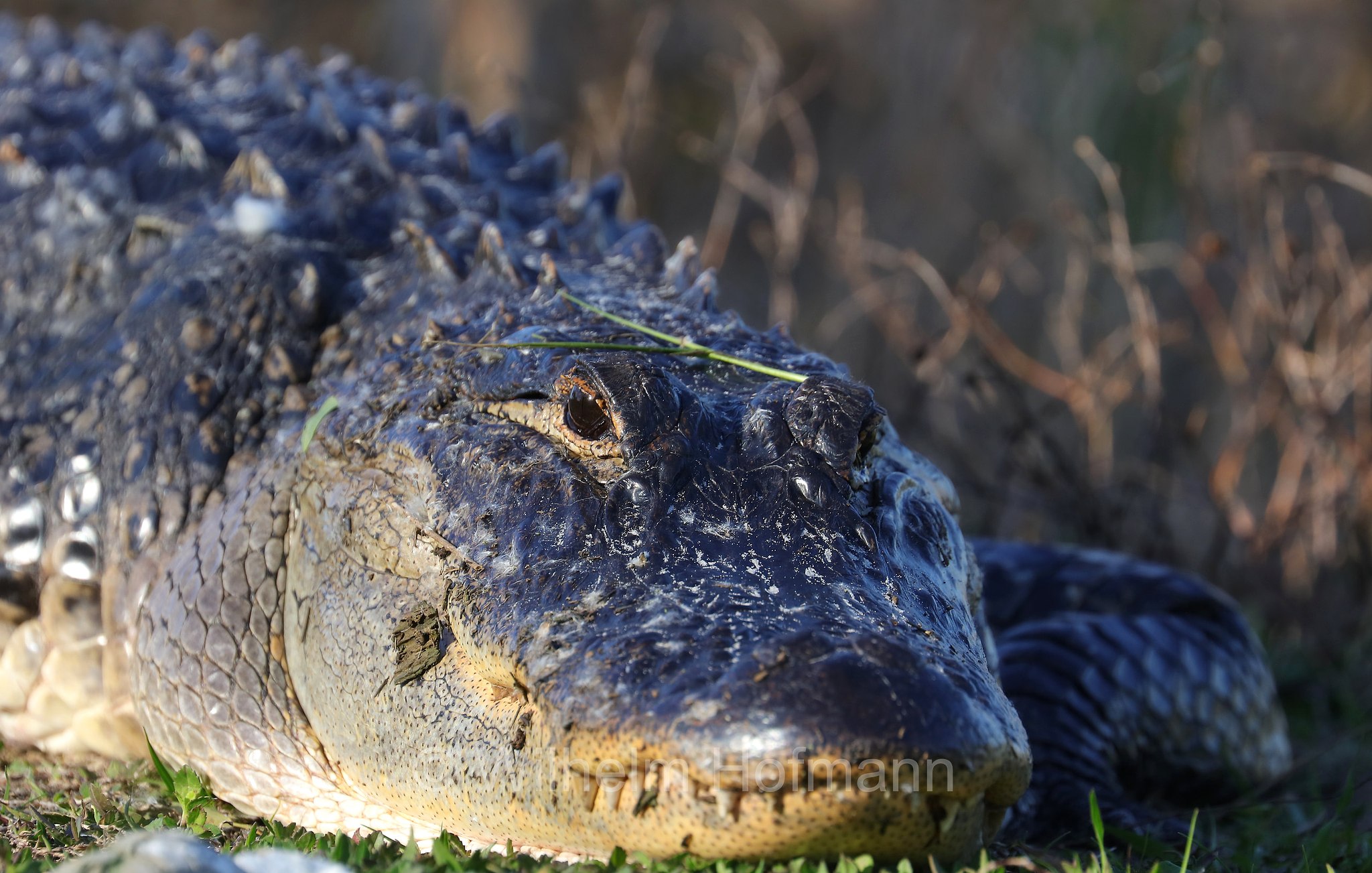 Alligator mississippiensis, American alligator, common alligator, gator, Mississippi-Alligator, Hechtalligator, alligatore del Mississippi, Sevenmile Slough, Double Trailhead, Kissimmee Prairie Preserve State Park, Florida, USA
