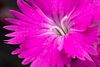 Pretty Flowers