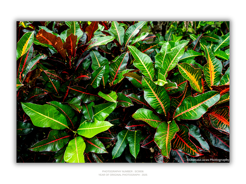 THE ONE - WILDLIFE & NATURE - "Croton" - LIMITED EDITION 5 of 5