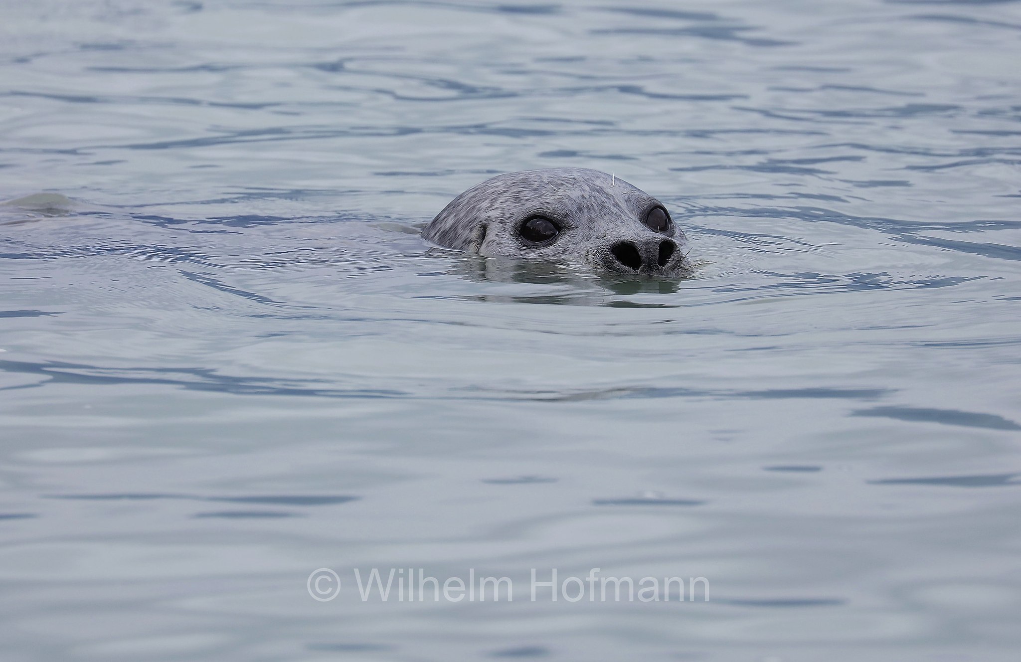 Phoca vitulina, harbor seal, harbour seal, common seal, Seehund, foca comune, Solomon Gulch Hatchery, Valdez, ﻿Prince William Sound, Prinz-William-Sund, Stretto di Prince William, Alaska, USA