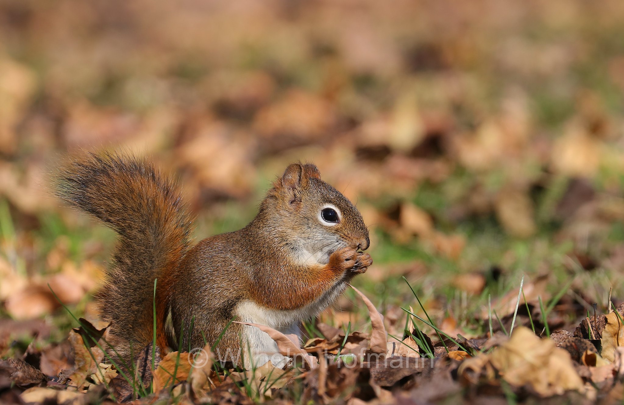 Tamiasciurus hudsonicus, American red squirrel, pine squirrel, piney squirrel, North American red squirrel, chickaree, boomer, red squirrel, Gemeines Rothörnchen, scoiattolo rosso nordamericano, Kildonan Park, Winnipeg, Manitoba, Canada, Kanada