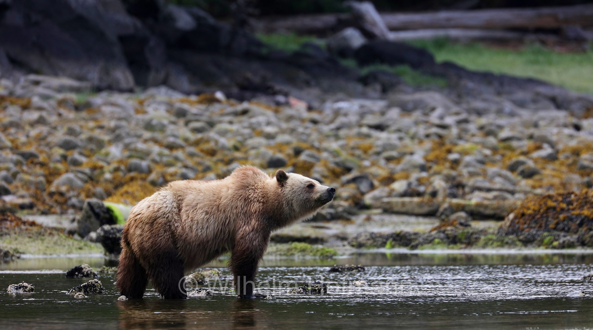 Ursus arctos horribilis, grizzly bear, grizzly, North American brown bear, Grizzlybär, Graubär, orso grizzly, grizzly, orso grigio, Knight Inlet, Glendale Cove, British Columbia, Columbia Britannica, Canada, Kanada