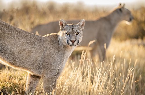 Pumas