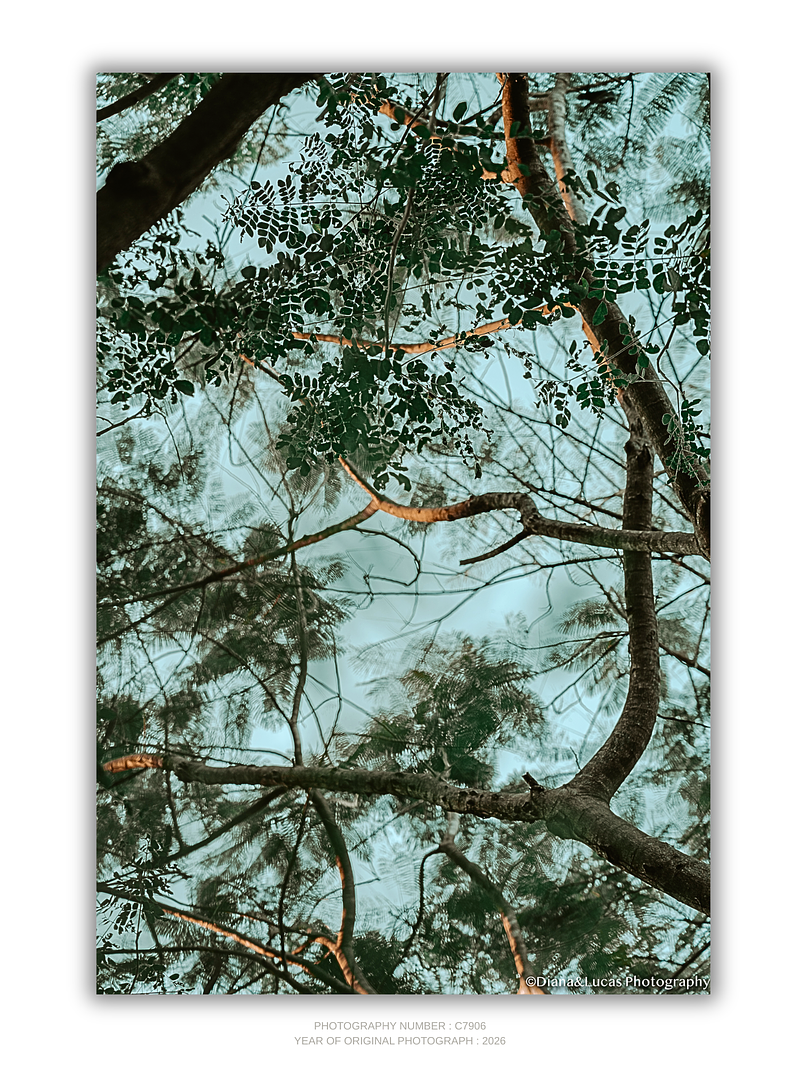 THE ONE - LINES & SHAPES - "The Canopy Ceiling" - LIMITED EDITION 5 of 5