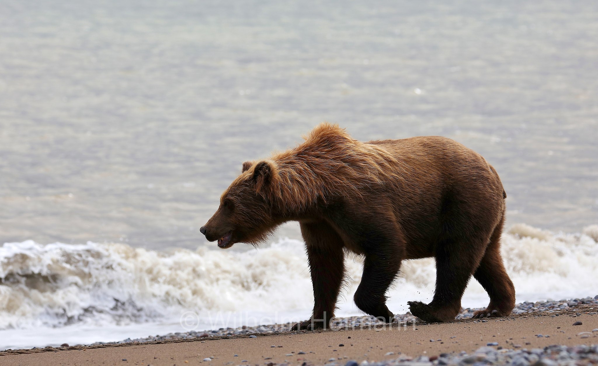 Ursus arctos gyas, Alaska Peninsula brown bear, peninsular grizzly, Alaska-Halbinsel-Braunbär, Alaska-Küstenbraunbär, Alaska-Braunbär, Großer Alaska-Braunbär, orso bruno della penisola dell'Alaska, grizzly peninsulare, grizzly costiero, grizzly gigante, Silver Salmon Creek, Lake Clark National Park, Lake Clark National Park and Preserve, Lake-Clark-Nationalpark, Parco nazionale e riserva di Lake Clark, Alaska, USA