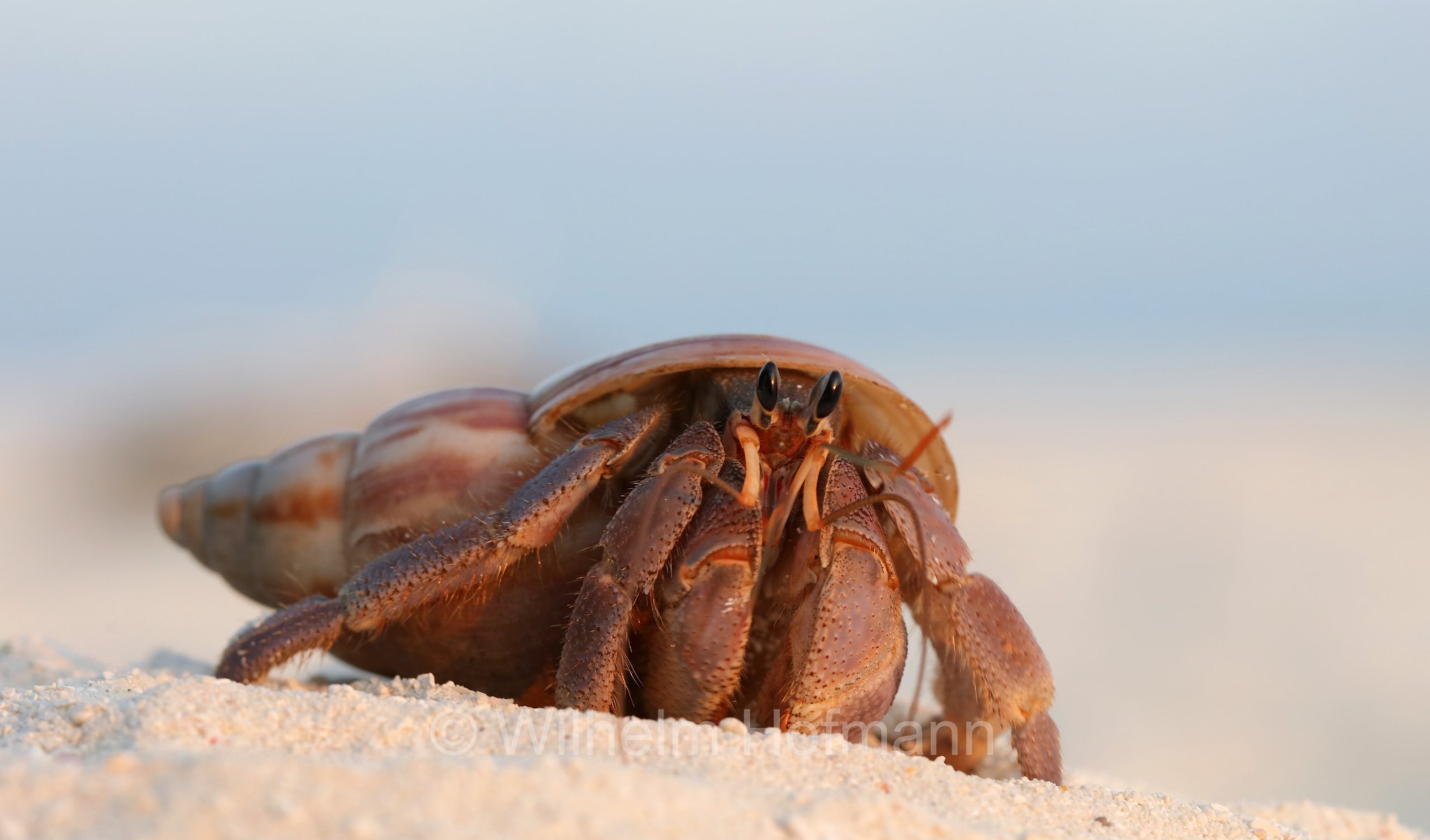 rugose hermit crab, Falten-Landeinsiedlerkrebs, Coenobita rugosus, Malediven, Maldives, Maledive, fihalhohi island resort