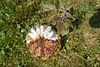 drawn to daisies: charm