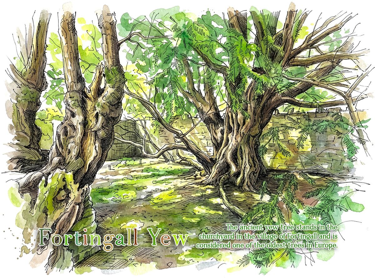 The Fortingall Yew