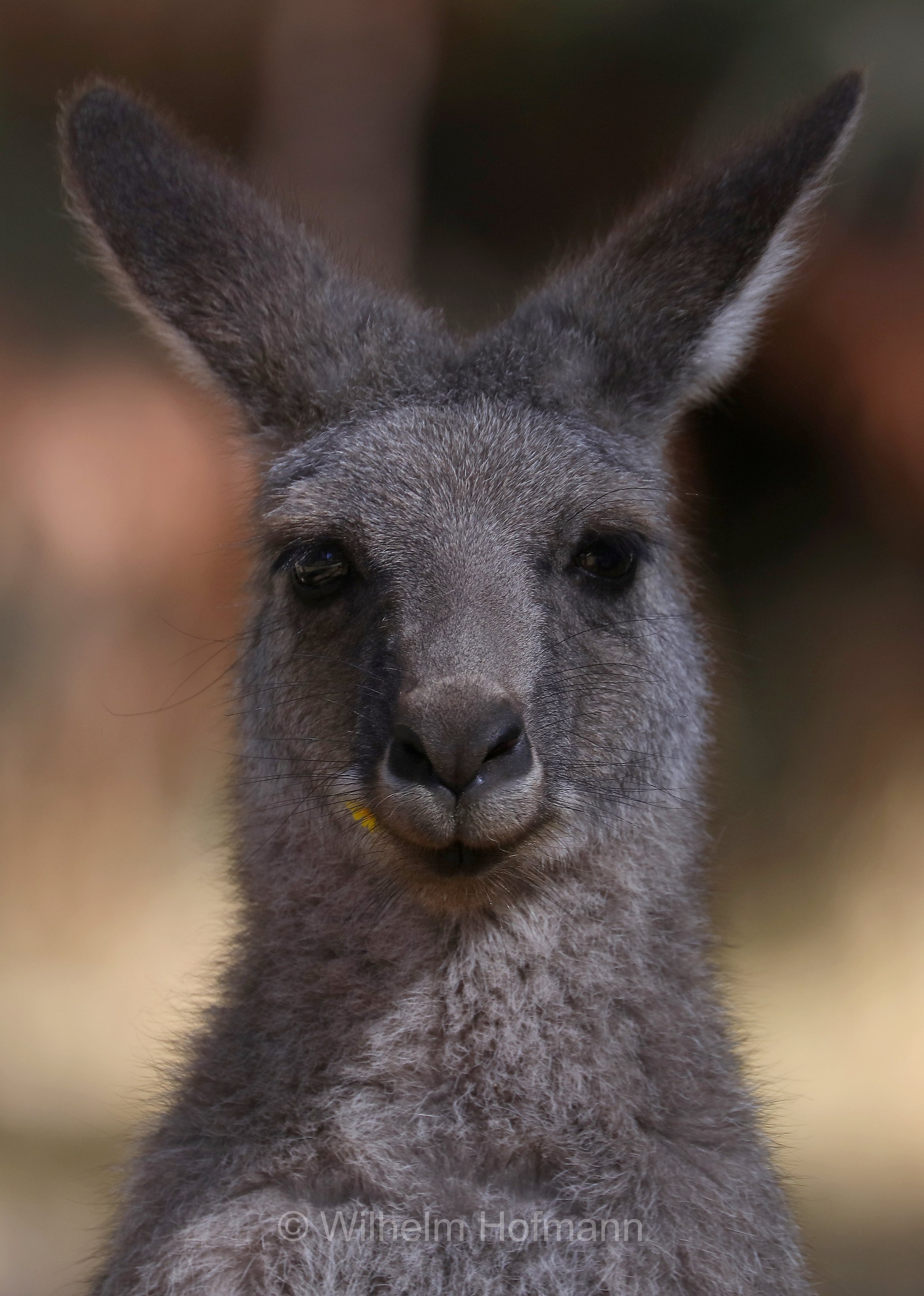 eastern grey kangaroo, gigantic large-foot, great grey kangaroo, forester kangaroo, Östliches Graues Riesenkänguru, canguro grigio orientale, Macropus giganteus, Halls Gap, Grampians National Park, Grampians-Nationalpark, Parco nazionale Grampians, Victoria, Australia, Australien