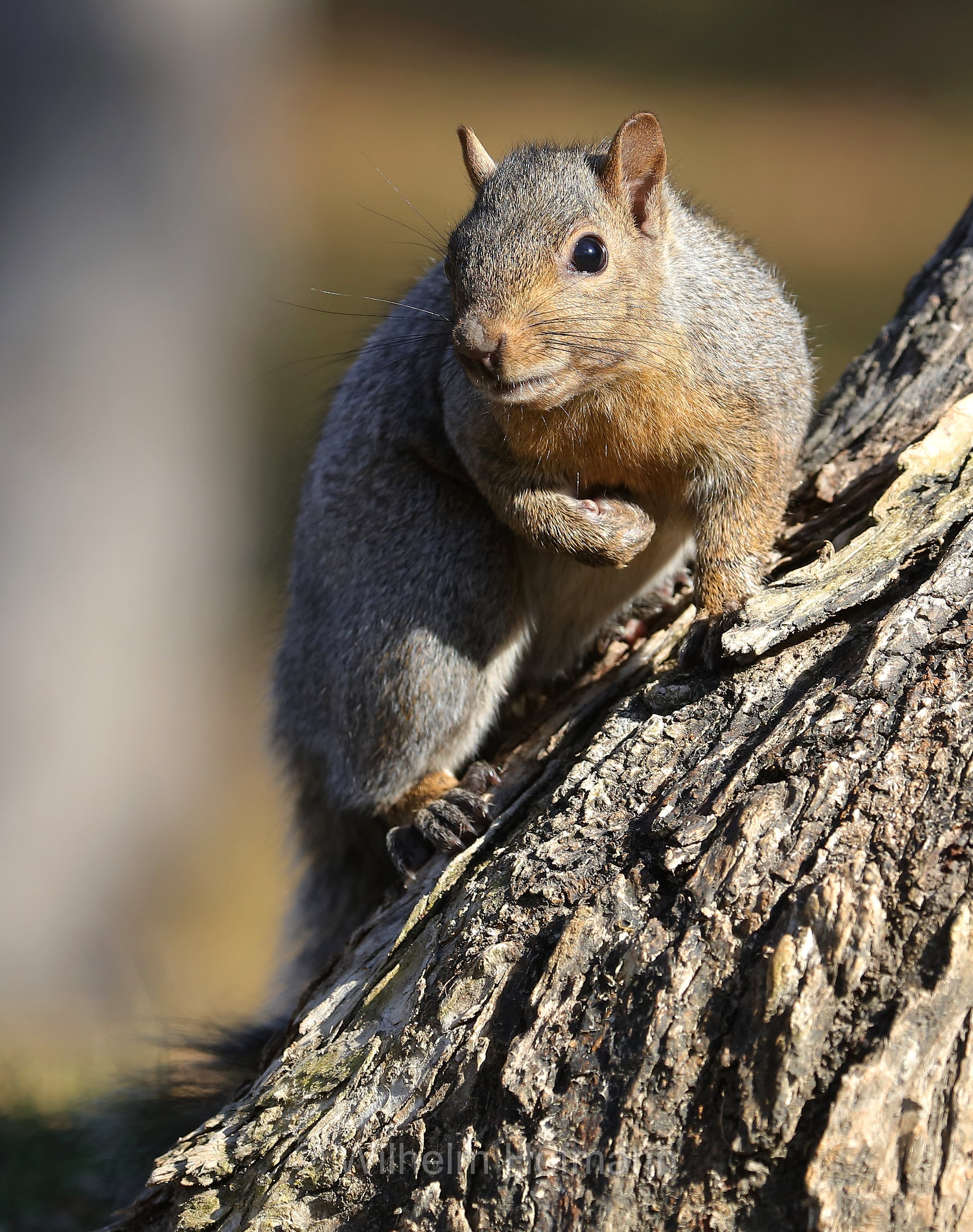 Sciurus niger, fox squirrel, eastern fox squirrel, Bryant's fox squirrel, Fuchshörnchen, scoiattolo volpe, Kildonan Park, Winnipeg, Manitoba, Canada, Kanada