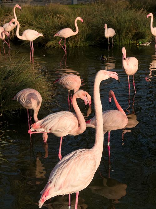 Flamingos im Tierpark Dählhölzli Bern