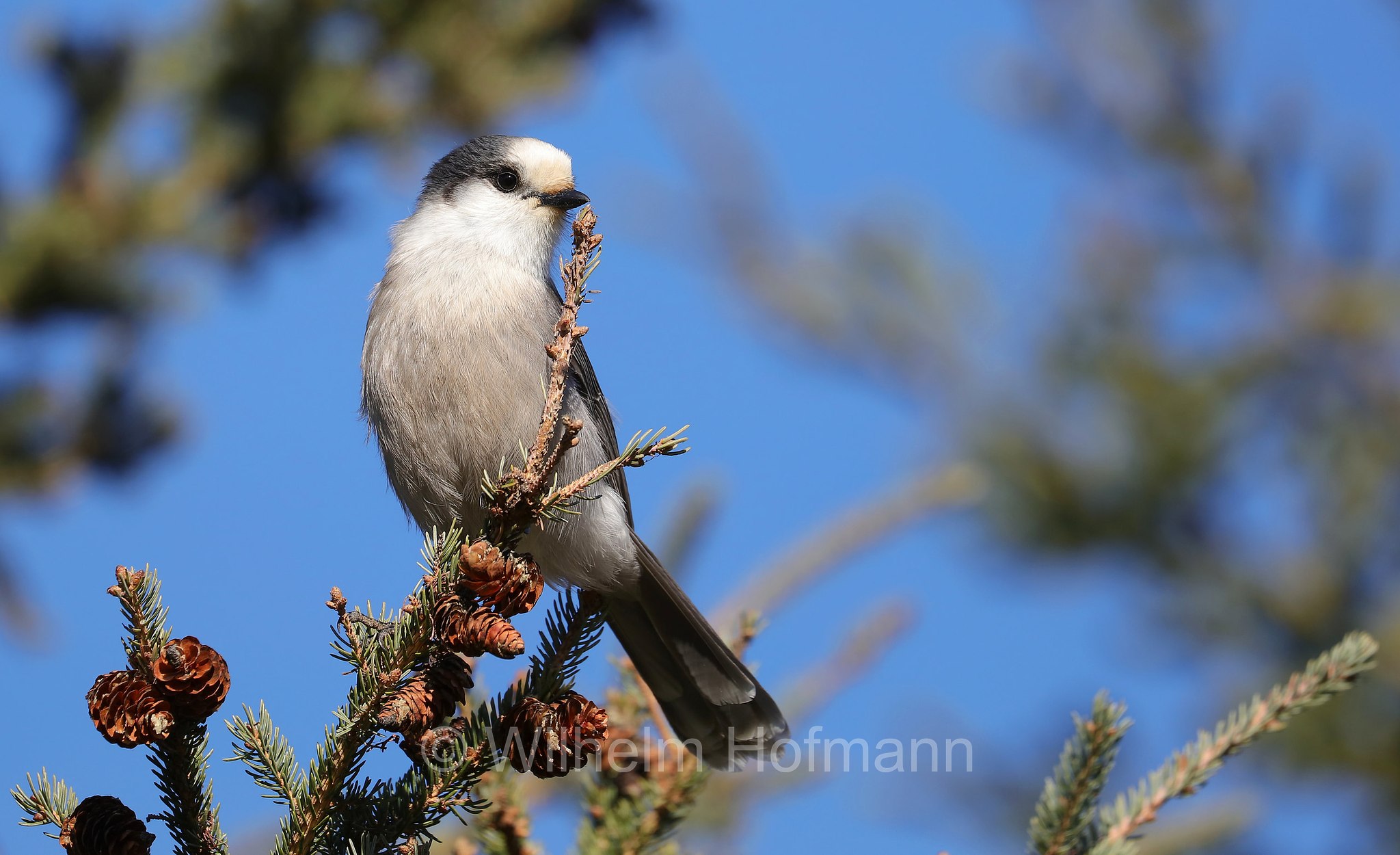 Perisoreus canadensis, Canada jay, grey jay, gray jay, camp robber, moose bird, gorby, whisky jack, Meisenhäher, ghiandaia grigia canadese, Moon Lake, Riding Mountain National Park, Riding-Mountain-Nationalpark, Parco nazionale di Riding Mountain, Manitoba, Canada, Kanada