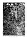 COLLECTION - GIANTS OF THE LAND VERTICAL -  "Hidden" - LIMITED EDITION 9 of 10