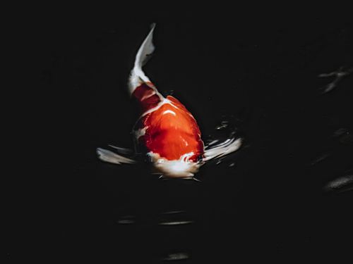 Mono No Aware
