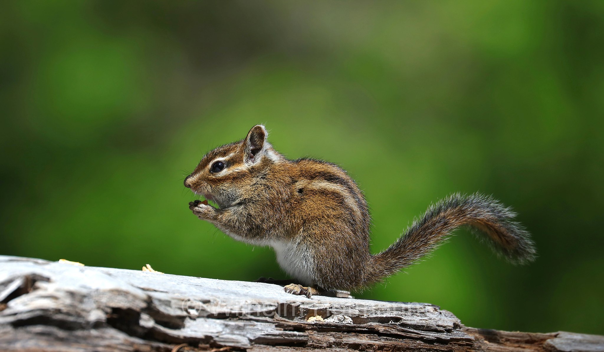 Neotamias townsendii, Tamias townsendii, Townsend's chipmunk, Townsend-Streifenhörnchen, tamia di Townsend, scoiattolo striato di Townsend, Lost Lake Campground, Mount Hood National Forest, Oregon, USA