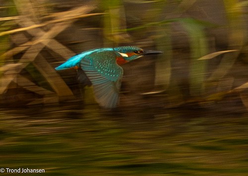 Bird Photography