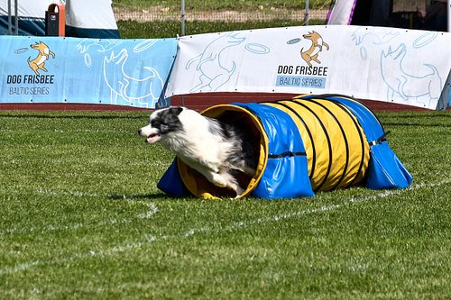 koerte frisbi voistlus 2026