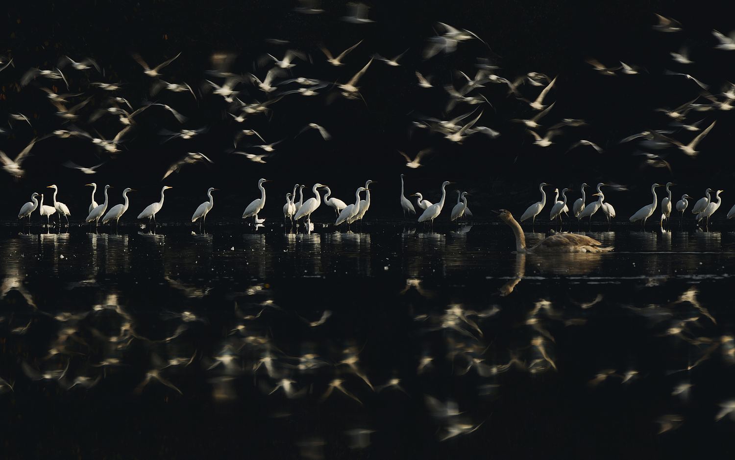 Diana Schmies - Wildlife Photographer