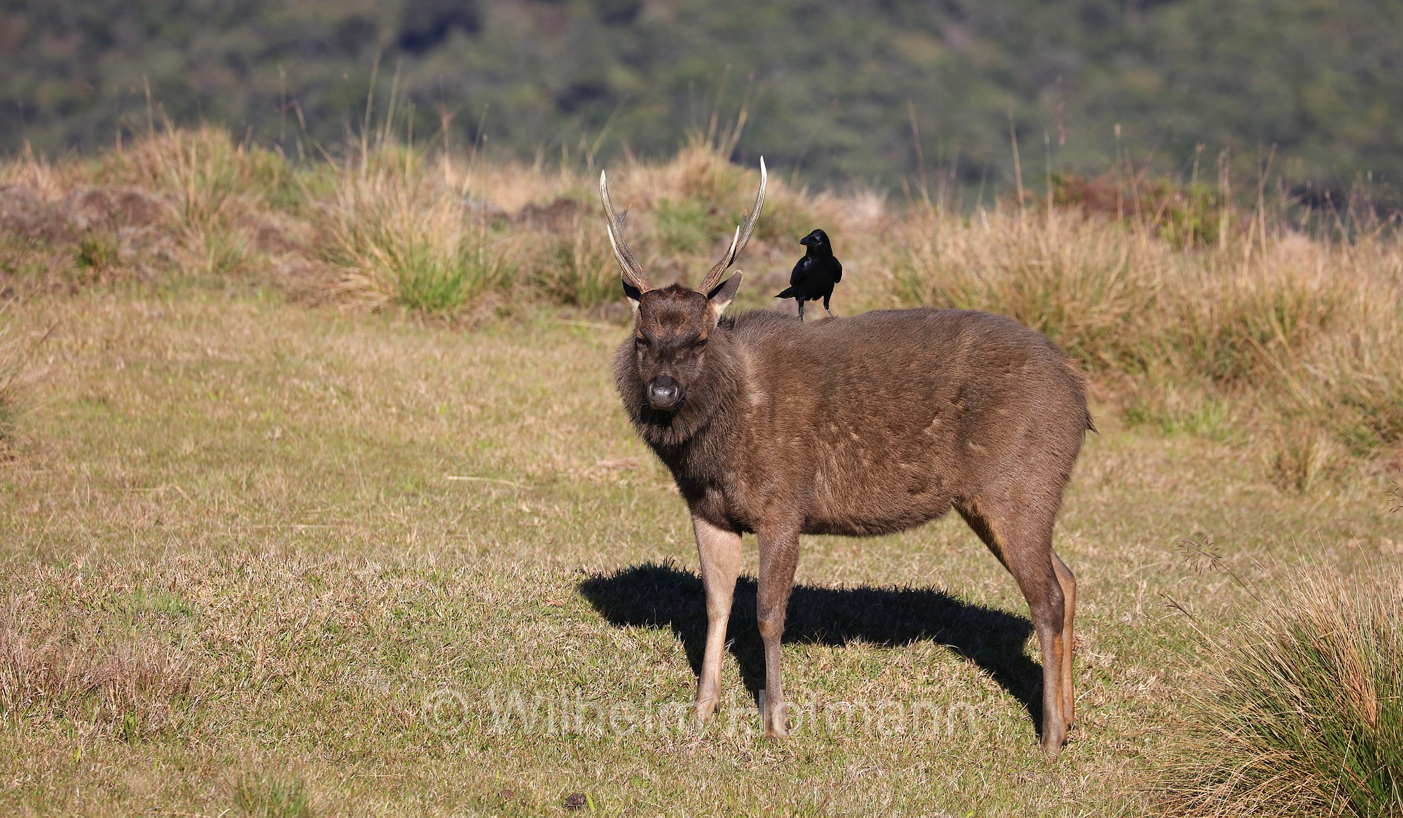 Sri Lankan sambar, Indian sambar, Sri-Lanka-Sambar, sambar indiano, cervo sambar, Rusa unicolor unicolor, Horton Plains National Park, Horton-Plains-Nationalpark, parco nazionale Horton Plains, Sri Lanka
