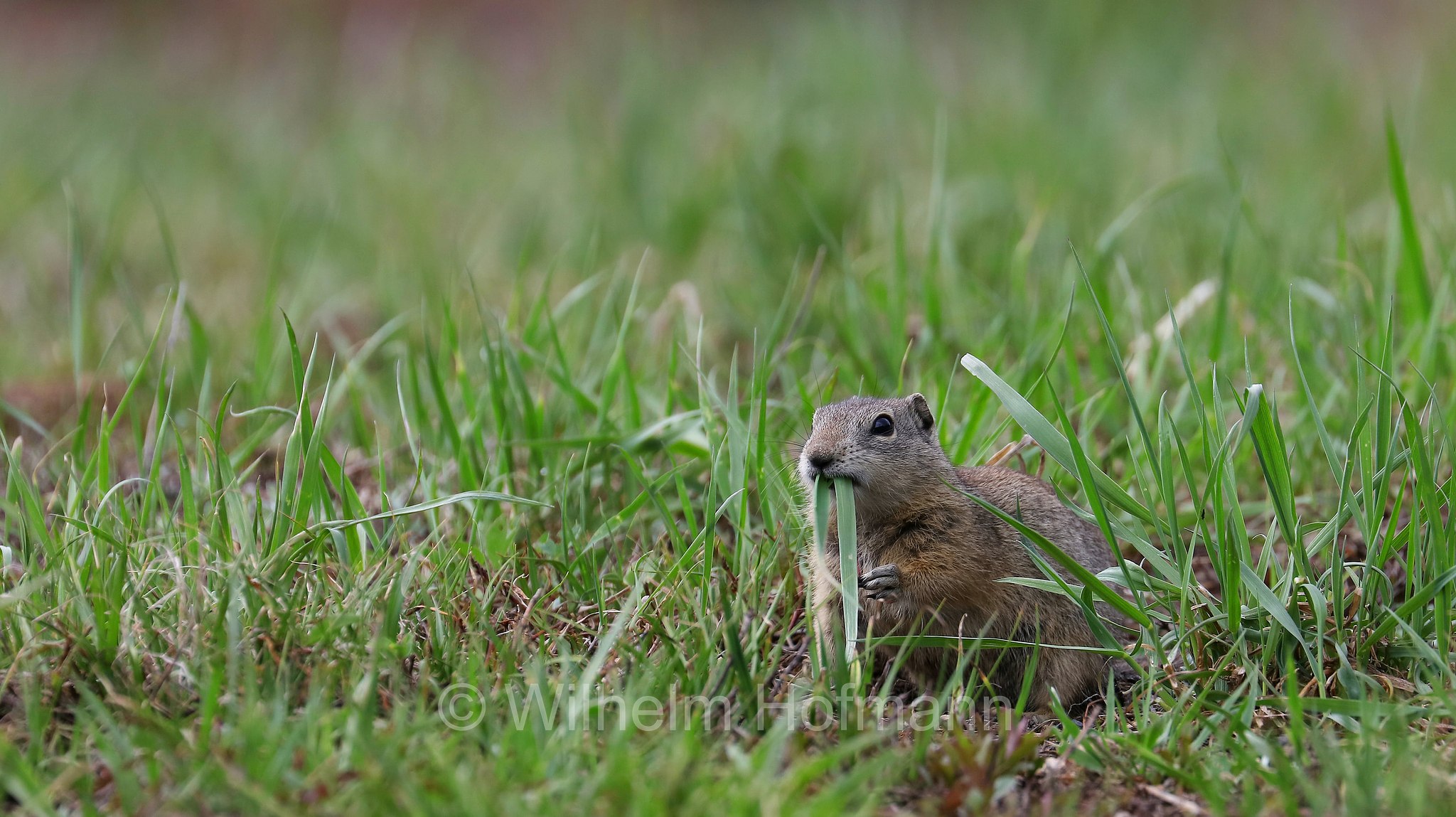 Urocitellus beldingi, Spermophilus beldingi, Belding's ground squirrel, pot gut, sage rat, picket-pin, Belding-Ziesel, scoiattolo terricolo di Belding, Sparks Lake Meadow, Oregon, USA