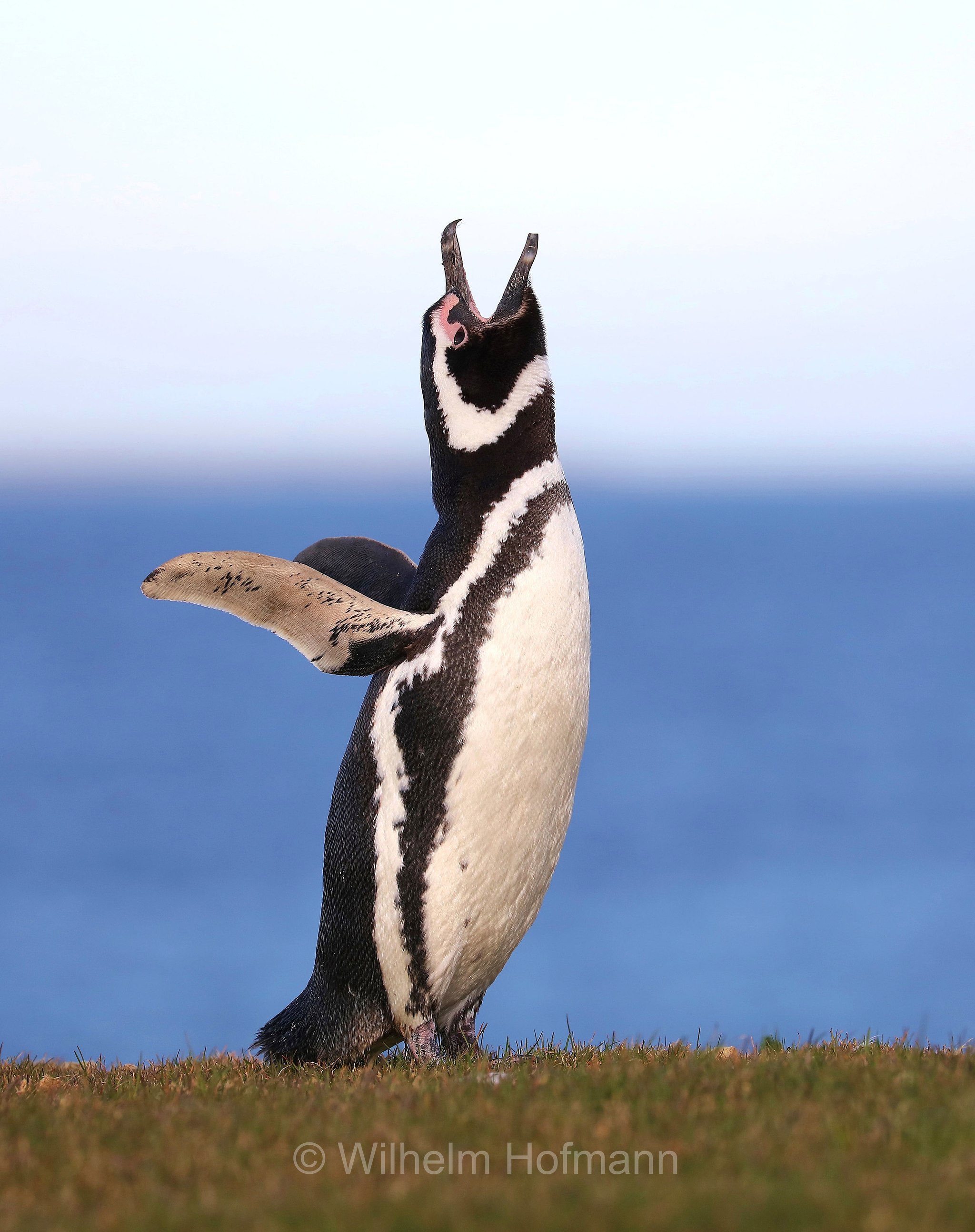 Magellanic penguin, Magellanpinguin, Pinguino di Magellano, Spheniscus magellanicus, Bleaker Island, Isla María, Falkland Islands, Falklandinseln, Isole Falkland