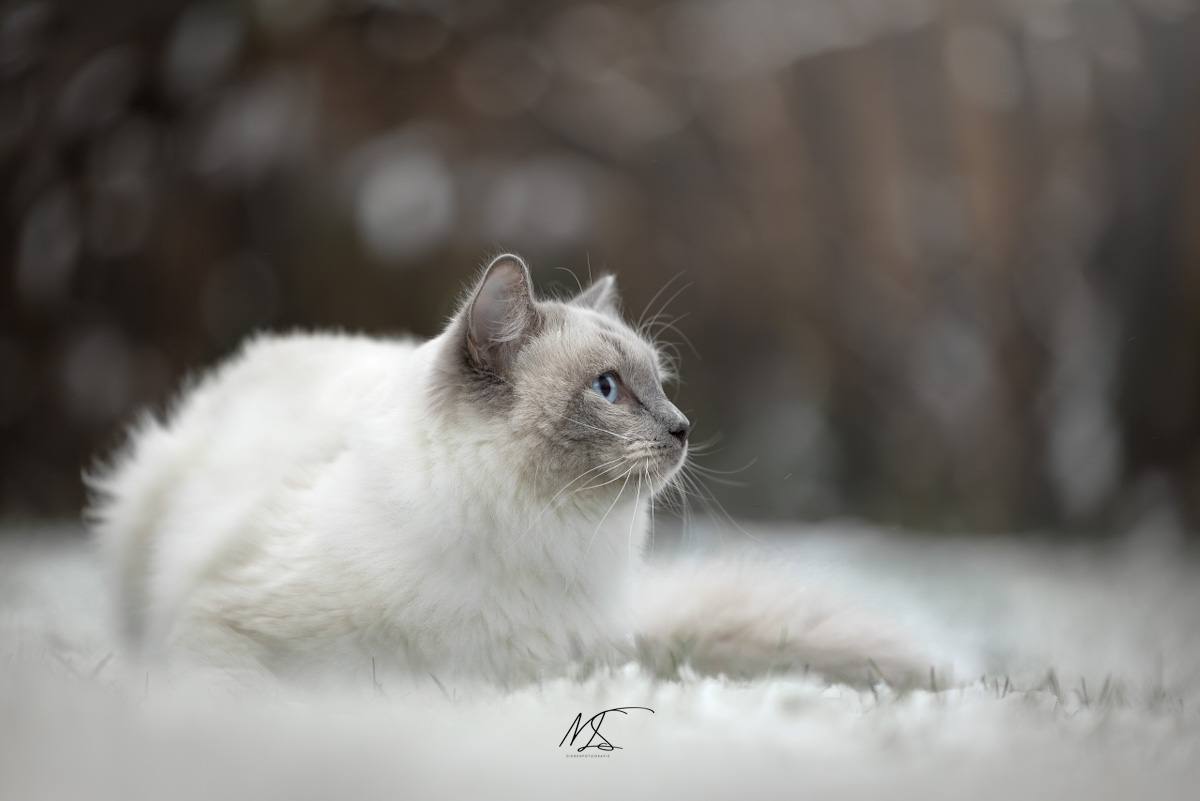 Ragdoll liggend in de sneeuw kijkend naar rechts