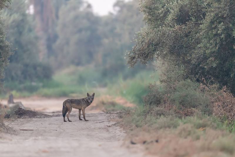The local wildlife