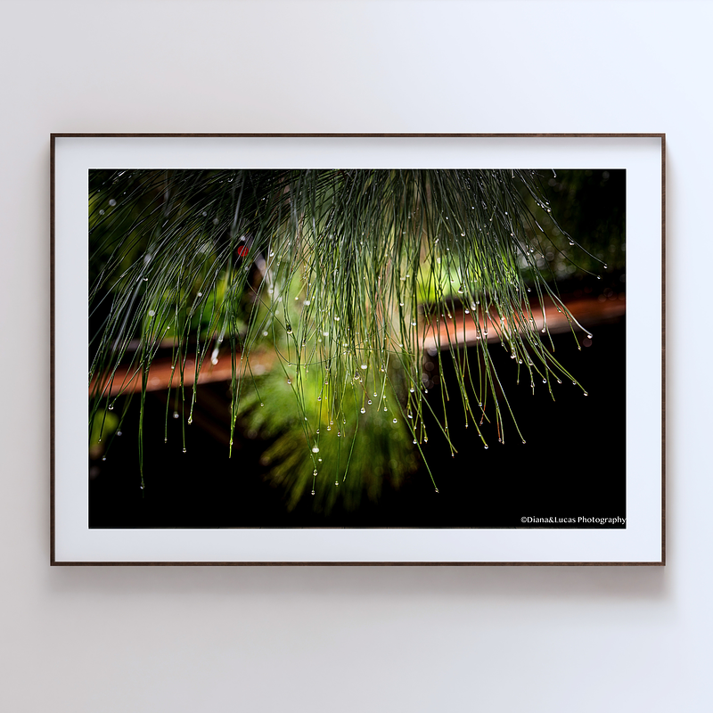 THE ONE - WILDLIFE & NATURE - "Green Chandelier" - LIMITED EDITION 4 of 5