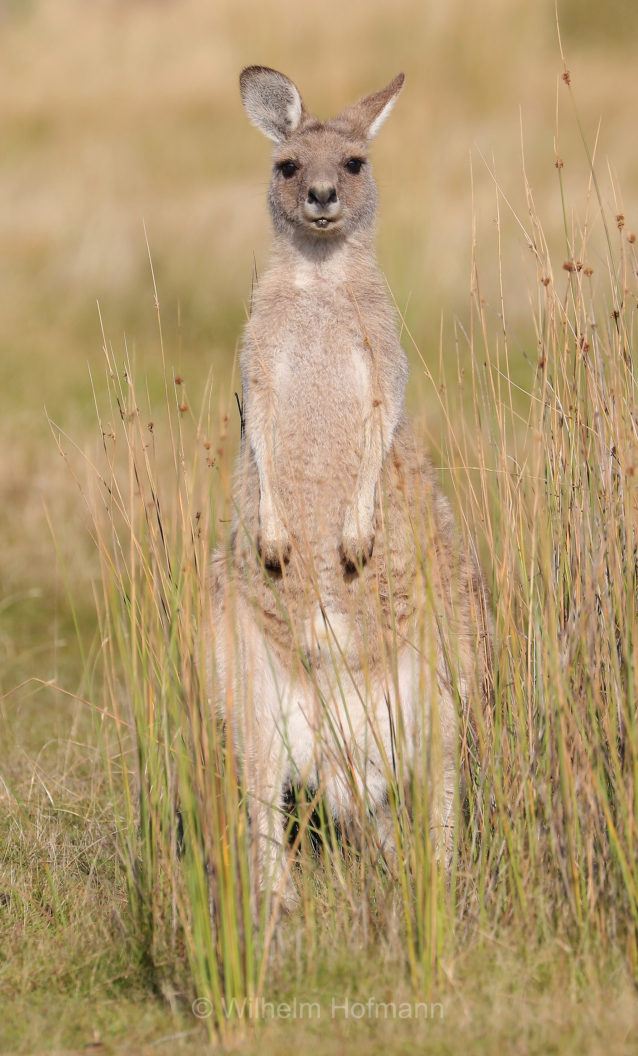 eastern grey kangaroo, gigantic large-foot, great grey kangaroo, forester kangaroo, Östliches Graues Riesenkänguru, canguro grigio orientale, Macropus giganteus, Narawntapu National Park, Narawntapu-Nationalpark, parco nazionale Narawntapu, Tasmania, Tasmanien, Australia, Austalien