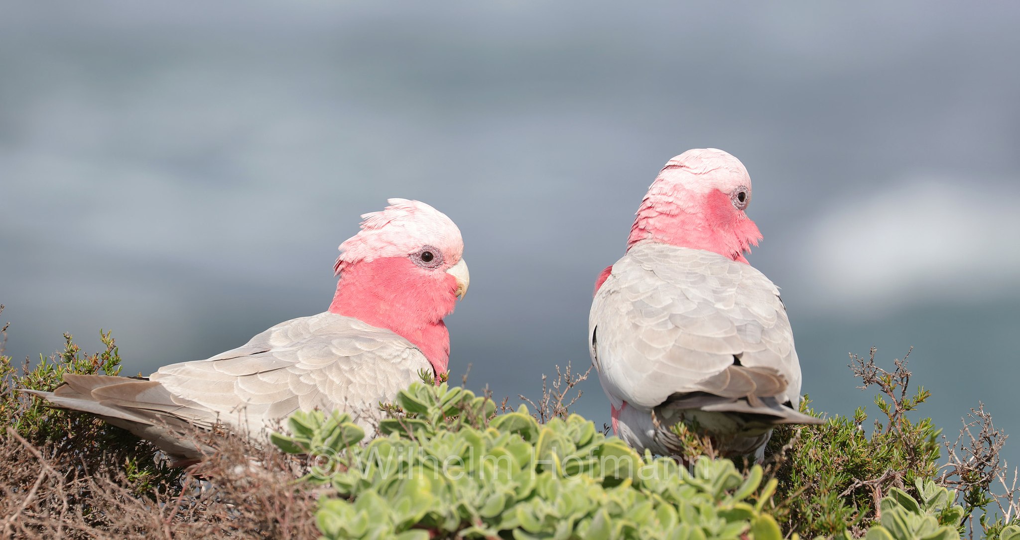 Cacatua roseicapilla, ﻿galah, pink and grey cockatoo, galah cockatoo, rose-breasted cockatoo, Rosakakadu, cacatua rosa, Eolophus roseicapilla, Cape Peron, Point Peron, Western Australia, Westaustralien, Australia Occidentale, Australia, Australien