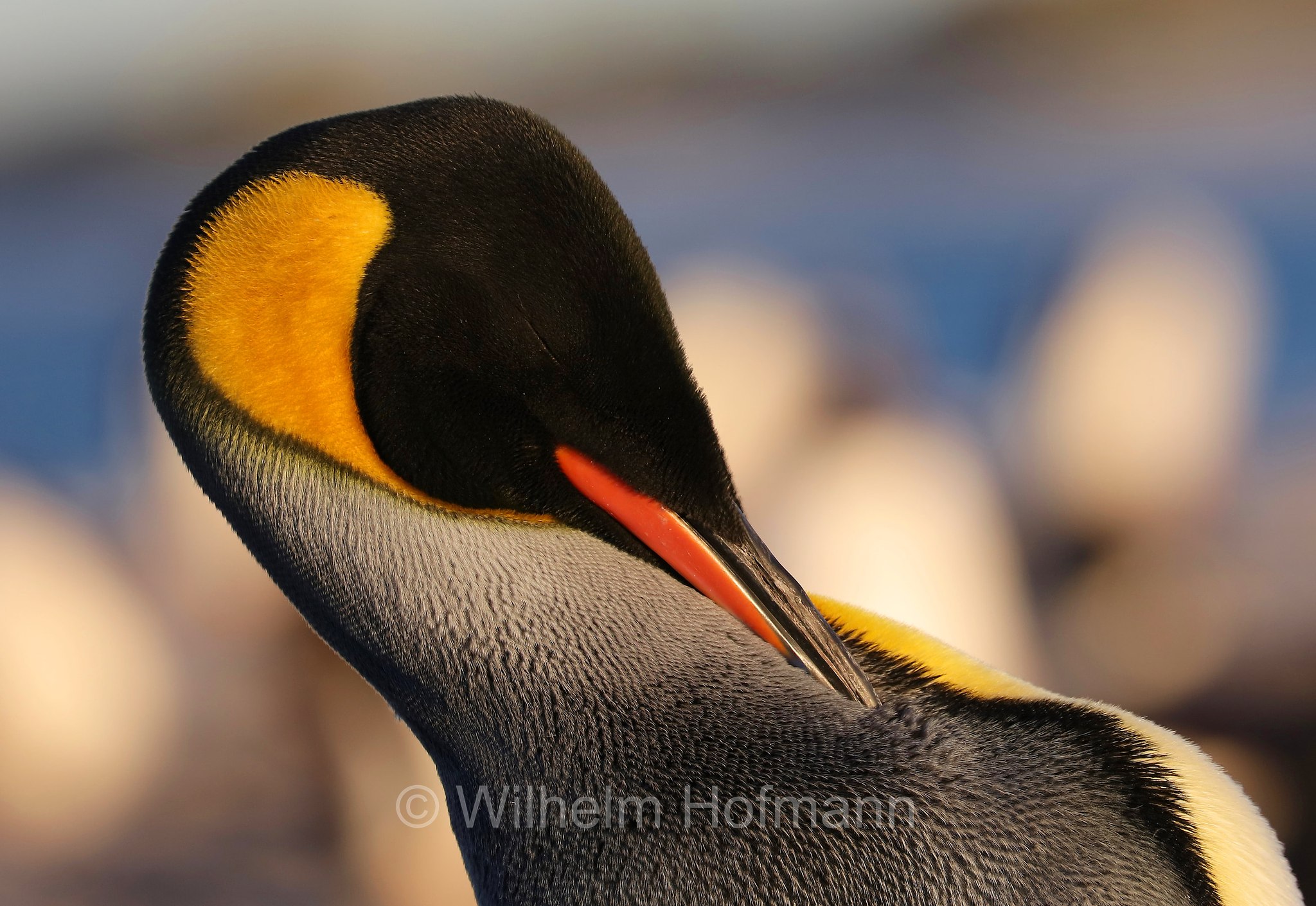 king penguin, Königspinguin, pinguino reale, Aptenodytes patagonicus, Sealion Island, Sea Lion Island, Isla de los Leones Marinos, Falkland Islands, Falklandinseln, Isole Falkland
