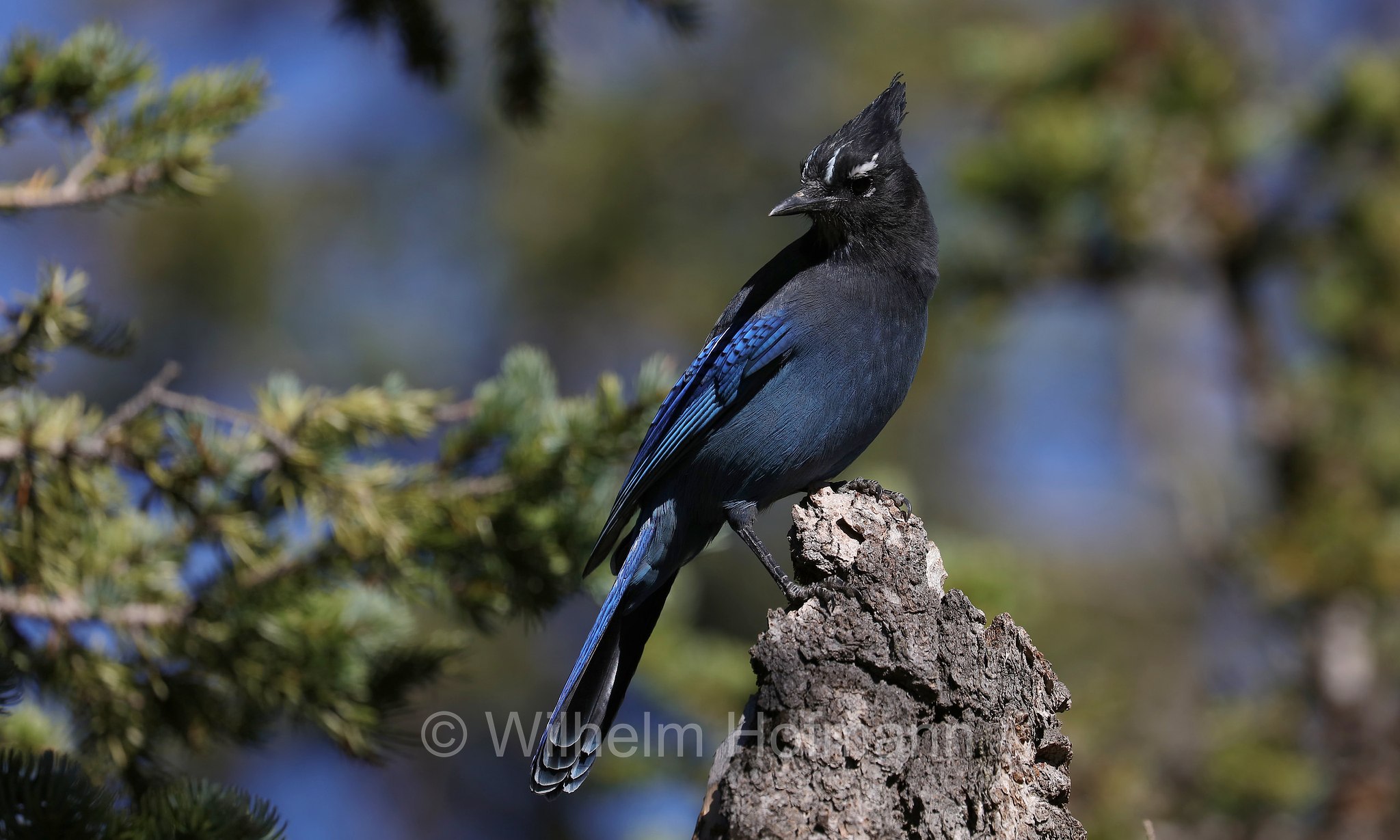Cyanocitta stelleri macrolopha, Steller's jay, Diademhäher, ghiandaia di Steller, Ouzel Lake, Rocky Mountain National Park, Rocky-Mountain-Nationalpark, parco nazionale delle Montagne Rocciose, Colorado, USA