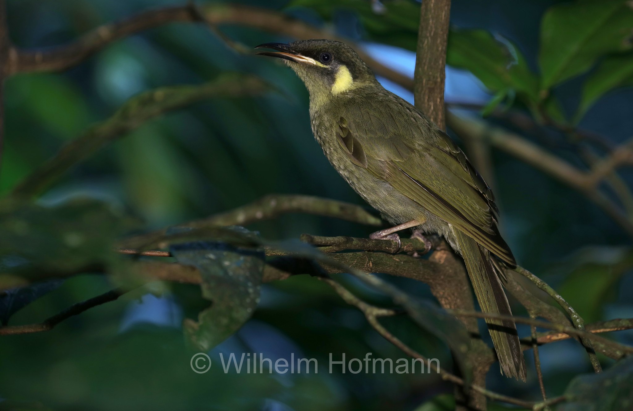 Meliphaga lewinii, Lewin's honeyeater, Lewin-Honigfresser, Goldohr-Honigfresser, succiamiele di Lewin, Crater Lakes National Park, Crater-Lakes-Nationalpark, Queensland, Australia, Australien