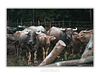 THE ONE - WILDLIFE & NATURE - "Behind the Fence" - LIMITED EDITION 5 of 5